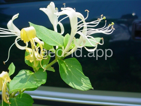honeysuckle, Japanese